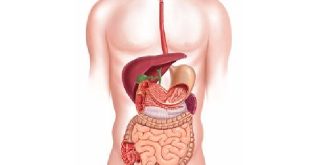 Endocrine system organs and functions