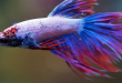 Pros and Cons of Keeping a Betta Fish as Your Pet