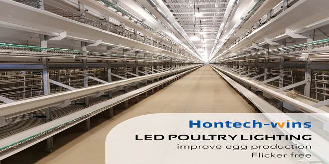 Reasons Why You Should Get A Poultry Light