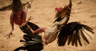 Online Cockfighting – What Are The Important Procedures & Rules?