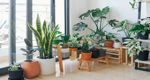 The top air purifying indoor plants for removing pollutants from the air