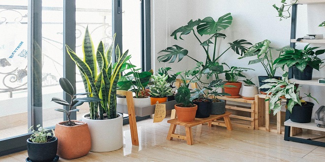 The top air purifying indoor plants for removing pollutants from the air